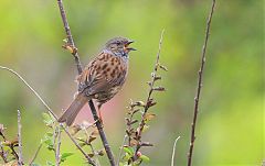 Dunnock